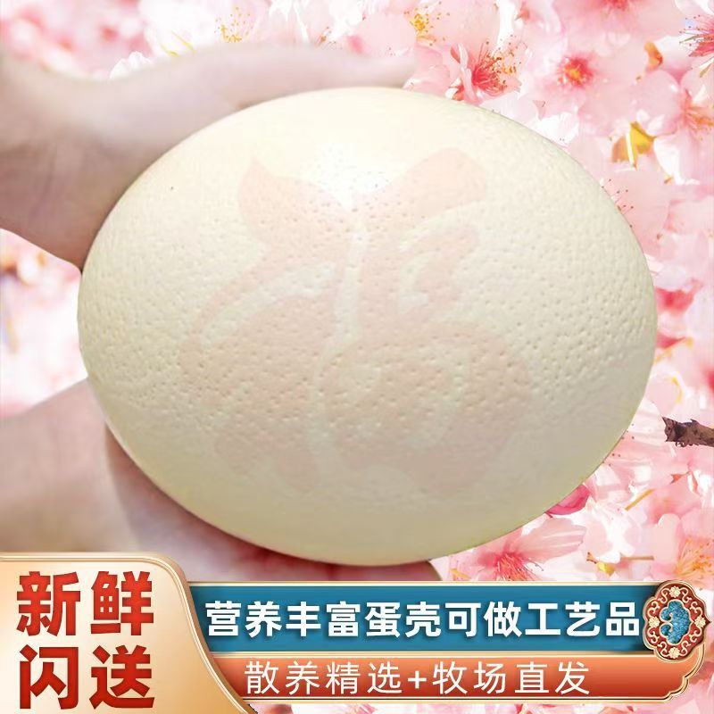 Свежие страусиные яйца, съедобные, экстра большого размера, подарочная коробка, экстра большие яйца с основой для африканских поделок