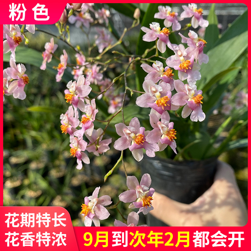 Orchid Seedlings Mengxiang Mini Oncidium Dancing Perfume Orchid Pink Strong Fragrance Easy to Grow Florals with Buds in Winter