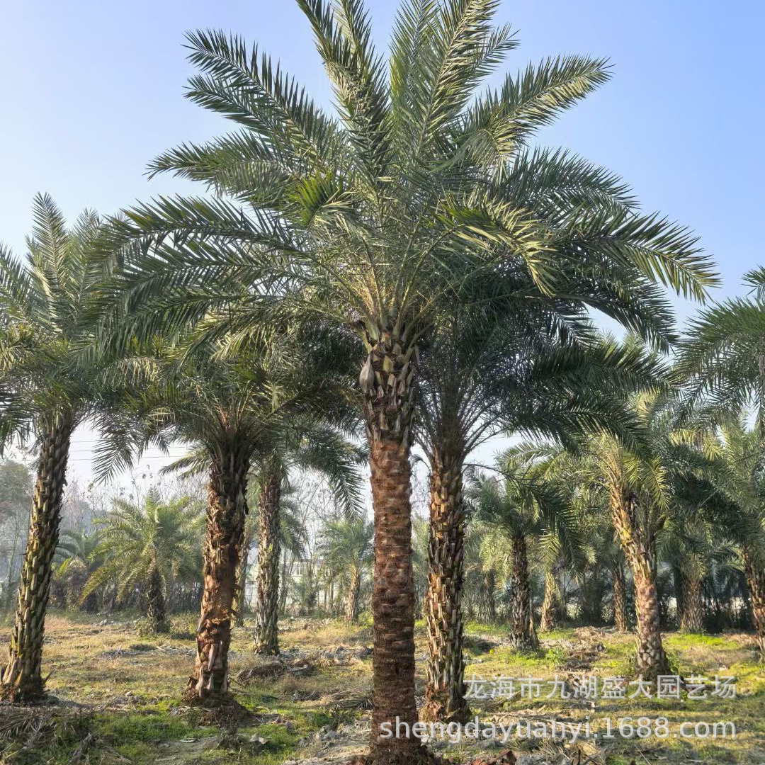 Hubei Jiangxi Middle Eastern Sea Date Wholesale Zhejiang Middle Eastern Sea Date Silver Sea Date Price Shanghai Middle Eastern Sea Date Tree