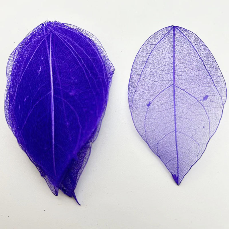 Natural King Kong Leaf Vein Creative Plant Leaves Dried Flower Specimen DIY Eternal Flower Leaves Bookmark Greeting Card Leaf Vein