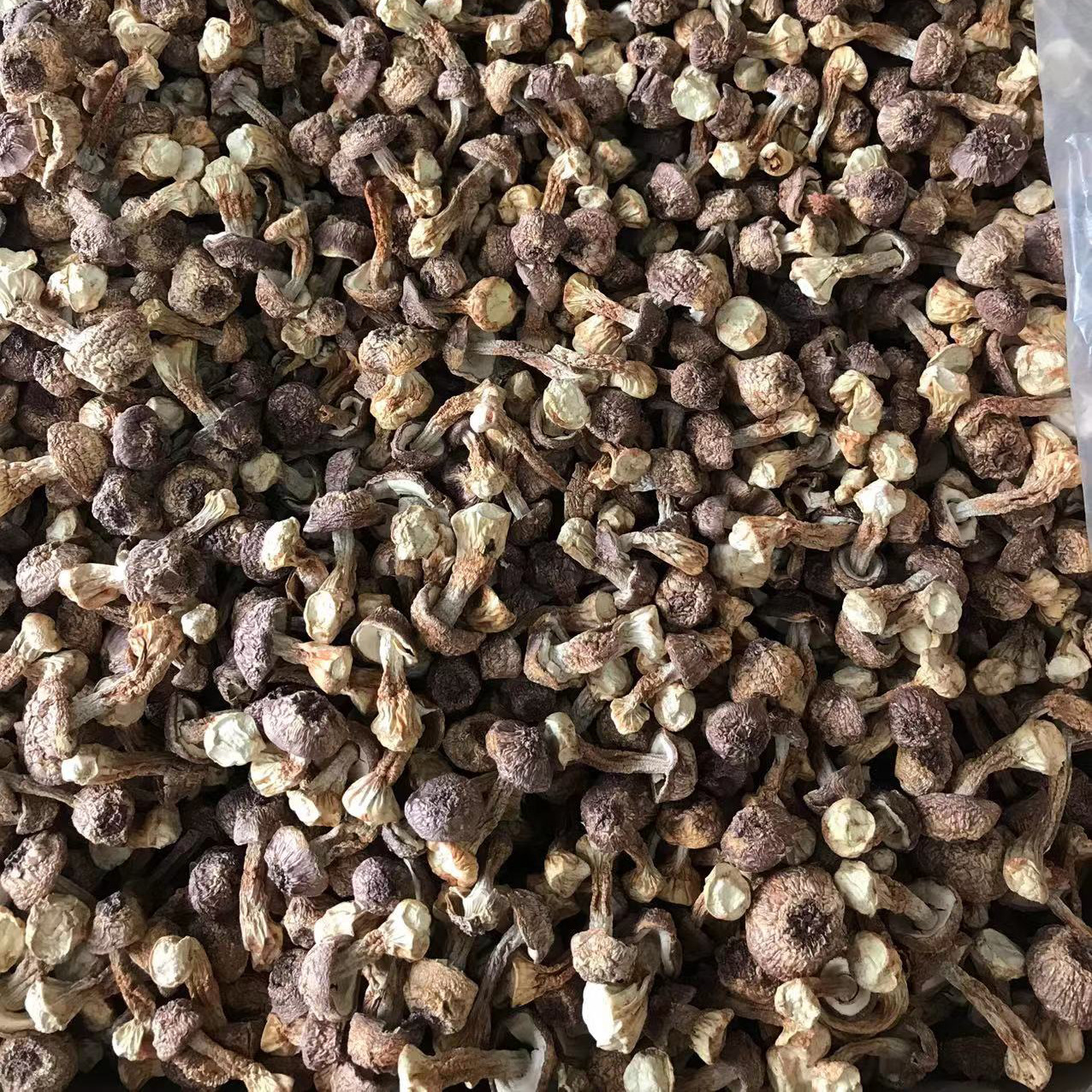 Dried Agaricus Blazei Mushroom, Natural Sulfur-Free Yellow Short-Stemmed Matsutake Mushroom, Edible Mushroom for Soup, Bulk Packaging