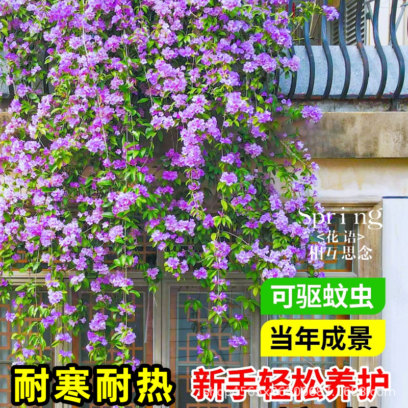 Garlic-Flavored Wisteria Seedlings, Climbing Plants with Purple Flowers for Balcony, Courtyard, Outdoor Flower Pots, Spring and Autumn Flowering Plants, Purple Bell Wisteria