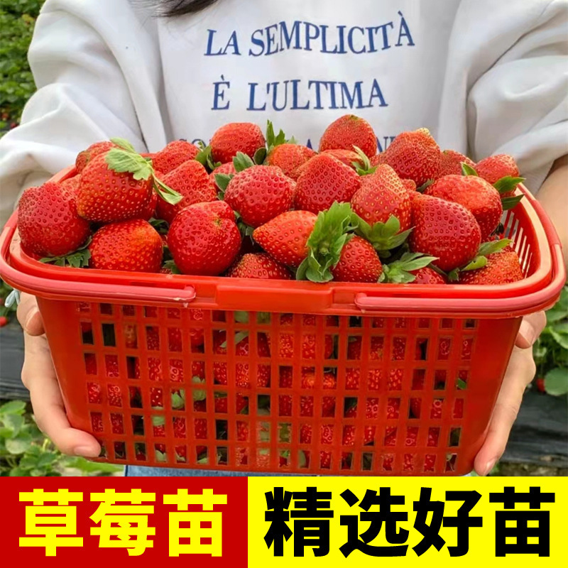 Four-Season Strawberry Seedlings Potted Plants Are Easy to Grow, Red and Creamy White Strawberry Seedlings with Soil in Tray, Fruit Seedlings, Large Angel Seedlings for Both Northern and Southern Regions