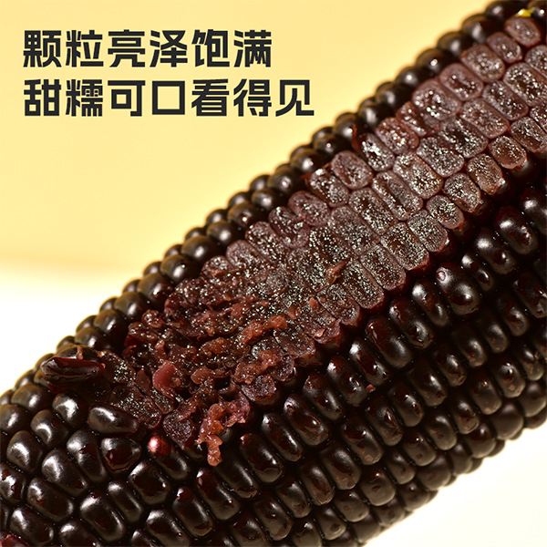 Coarse Grain Cereal High Fiber Low 220g Sweet Waxy Corn Glutinous Sticky Fat Corn Vacuum Packaging Factory Straight Hair Black Corn