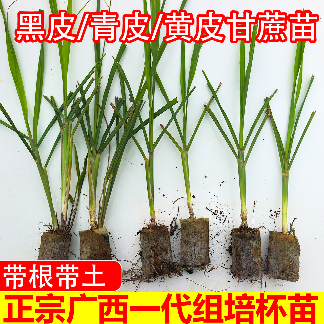 Первое поколение детоксицированных саженцев сахарного тростника с черной, желтой и зеленой кожурой, выращенных в тканевой культуре и отправленных с питательными чашками