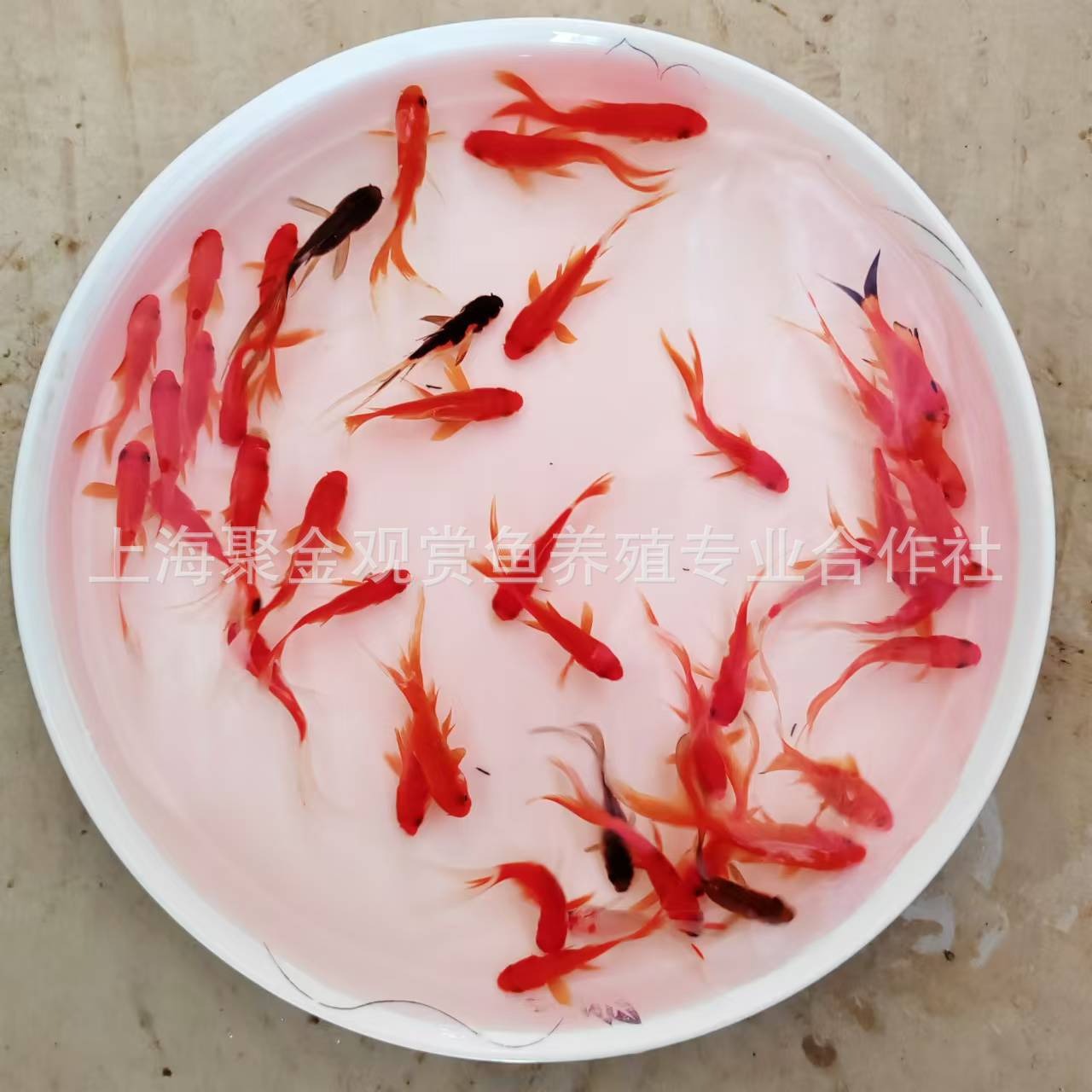 Wholesale Live Ornamental Goldfish, Small Red Grass Fish, Small Jars, Durable for Stalls