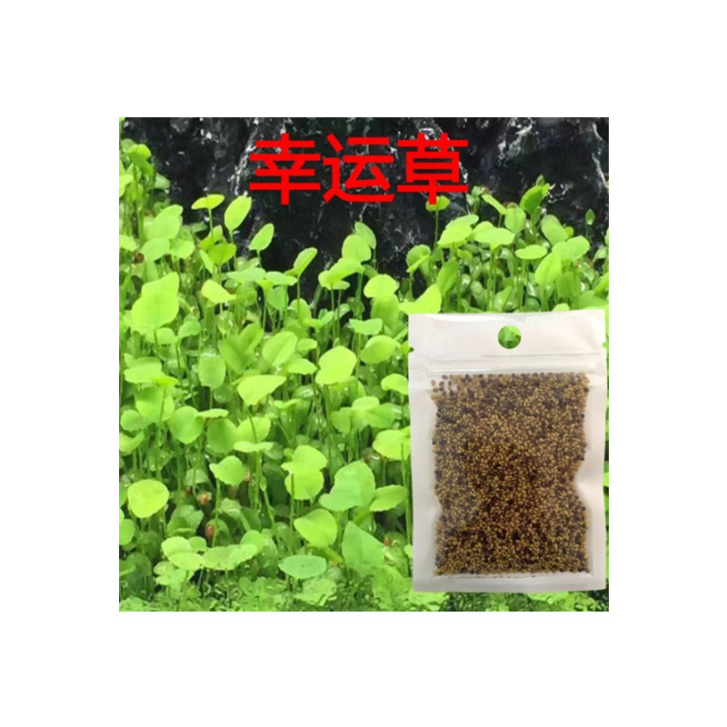 Wholesale Water Grass Seeds Fish Tank Landscape Lawn Seeds Calf Hair Seeds Mini Pair Leaf Grass Seeds Lucky Grass Seeds