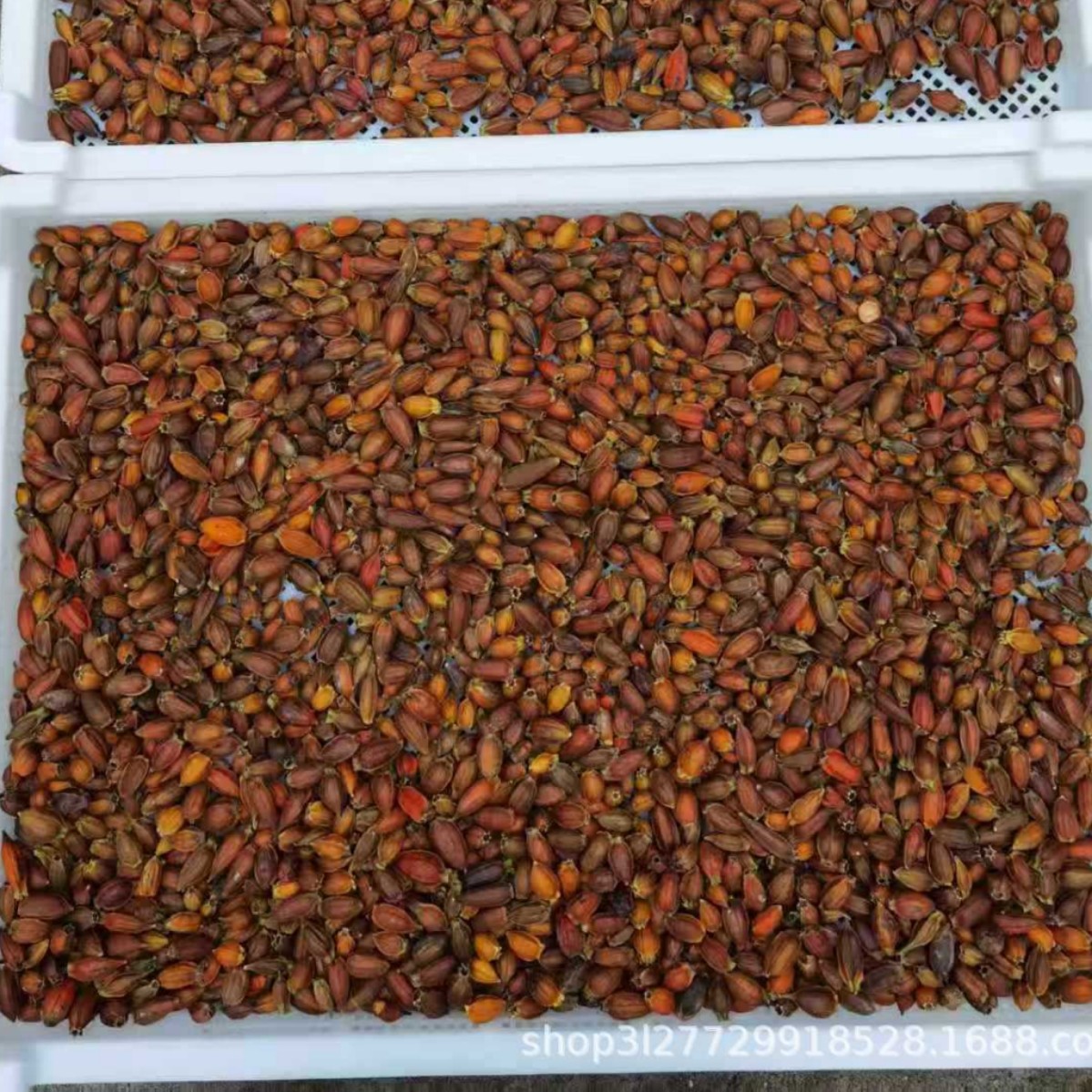 Gardenia 500g Sichuan Wild Yellow Gardenia Mountain Gardenia Red Gardenia Chinese Herbal Medicine Naturally Sun-Dried Sulfur-Free Halogen Medicinal Ingredients