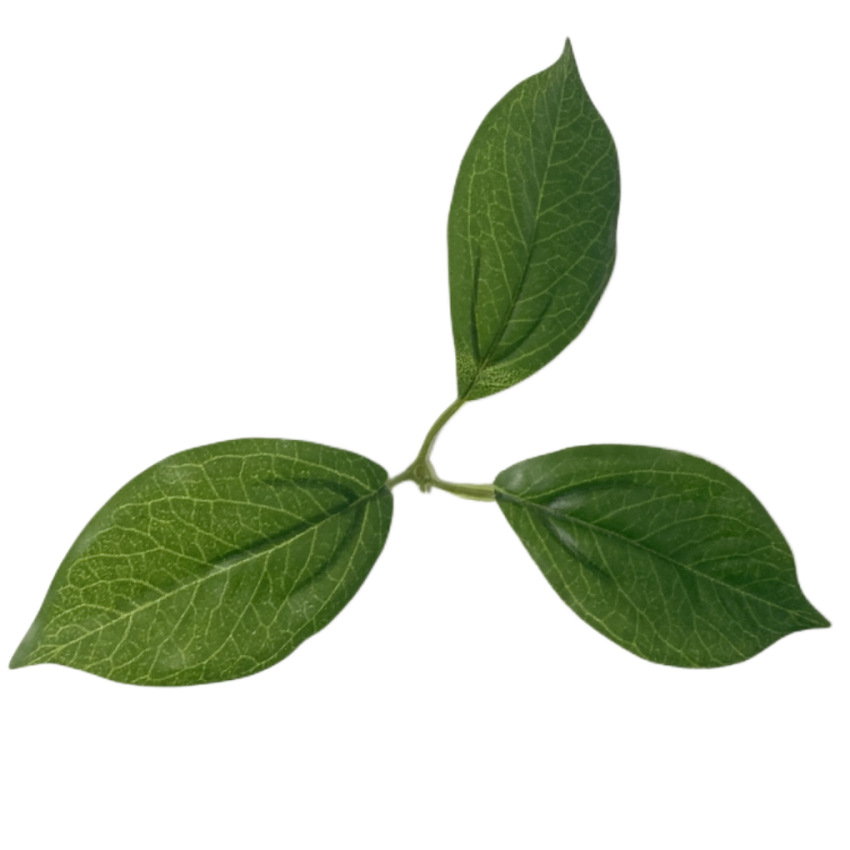 Simulation plant simulation lemon leaf fake leaf accessories film material factory direct sales