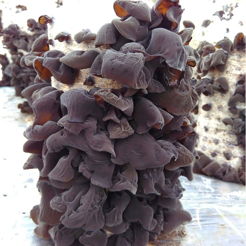 Northeast black fungus dry goods origin supply wholesale stall running rivers and lakes agricultural products bulk autumn fungus small cloud ear
