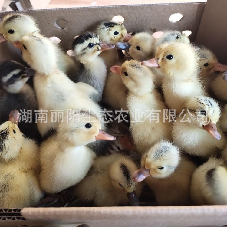 Little Yellow Ducklings, Live Pet Ducklings, Hatching Ducklings, and Jiangnan Egg Ducklings, Water Ducklings, Large Meat Ducklings