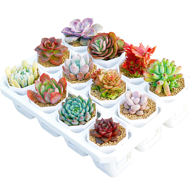 Fleshy plants wholesale most meat potted flowers meat with pot combination stone flower jade dew base self-produced