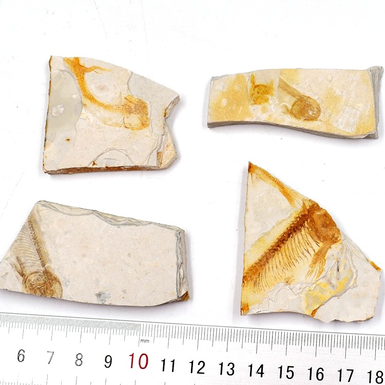 Langfin fish fossil in western Liaoning original stone ancient animal fossil trilobite fossil children's geological science popularization teaching specimen