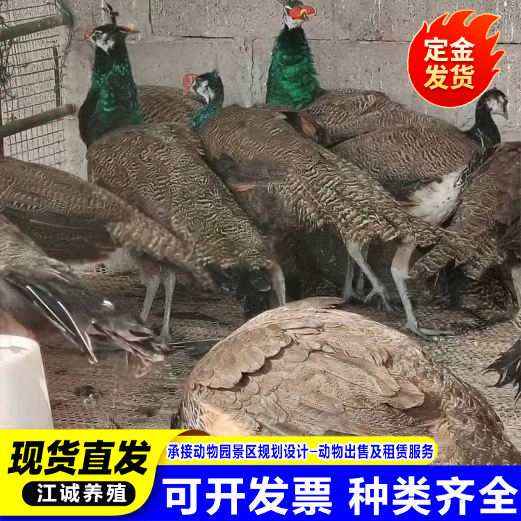 Scenic Garden Ornamental Blue Peacock Live Breeding Farm Seedlings White Peacock Price Pet Bird Live Ornamental Peacock