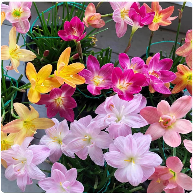 Double-Flowered Rain Lily Bulbs, Fat Lily Bulbs, Flower Seedlings, Onion Lily, Leek Lily, Greening Courtyard Balcony Potted Plants, Blooming in Many Seasons