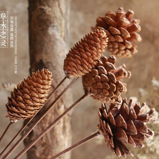 Шишка ели, одиночная сосновая башня, цветочные композиции, растения, сухие цветы, сухие фрукты, оформление площадки, ретро фотопродукция