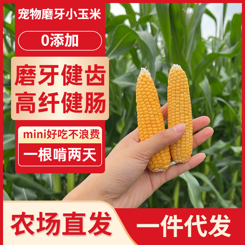 Закуска для грызунов из кукурузного початка для хомяков, кроликов и шиншилл