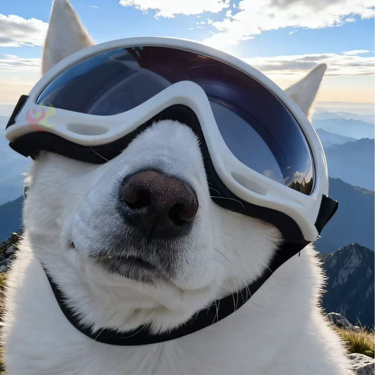 宠物狗狗墨镜边牧金毛柯基法斗缅因防风眼镜双绑带防脱落