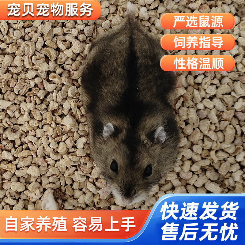 Pet Hamsters Suitable for Children to Raise: One Male and One Female Live Hamsters, Purple Hamster, Pudgy Hamster, Silver Fox Hamster, Three-Striped Hamster