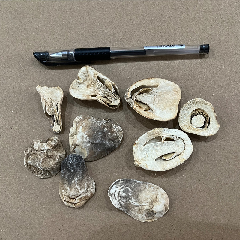 Straw mushroom Gutian planting bulk orchid mushroom brassiere mushroom bulk wholesale