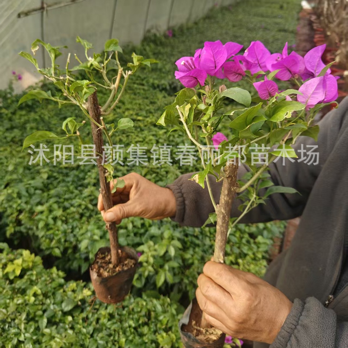 Оптовые инженерные саженцы, экономичное восстановление лесов, двуцветные саженцы багрянки в горшках с цветами, саженцы багрянки, цветущие в любое время года