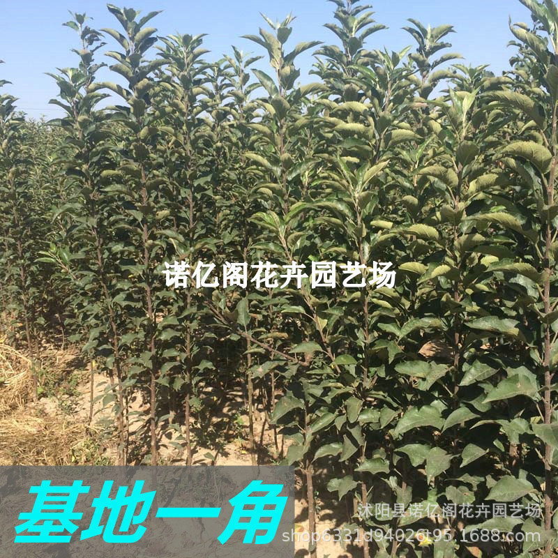 Grafted Gala Apple Tree Seedlings, Early-Maturing Red Apple Saplings, Potted Plants in the North and South Courtyards, and Fruit Planting