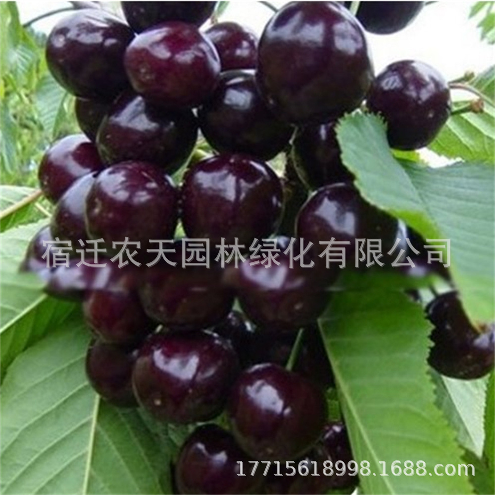 Саженцы черной жемчужной вишни карликовые в горшках, результаты посадки в текущем году, крупные вишневые деревья, высаженные на севере и юге