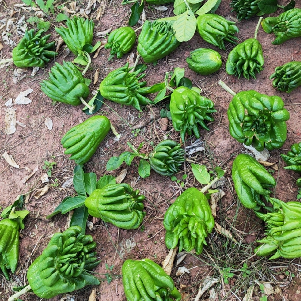 Yunnan Bergamot Tribute Smelling Incense Alpine Bergamot Fruit Extra Large Fruit Non-Jinhua Bergamot Smelling Incense with Branches Hydroponic for