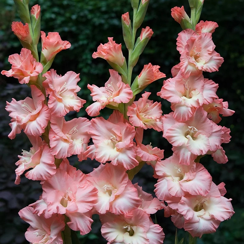 Gladiolus Bulbs, Perennial Florals, Indoor and Outdoor Potted Plants, Ground-Planted Gladiolus Bulbs, Easy-To-Grow Flower Plants in All Seasons
