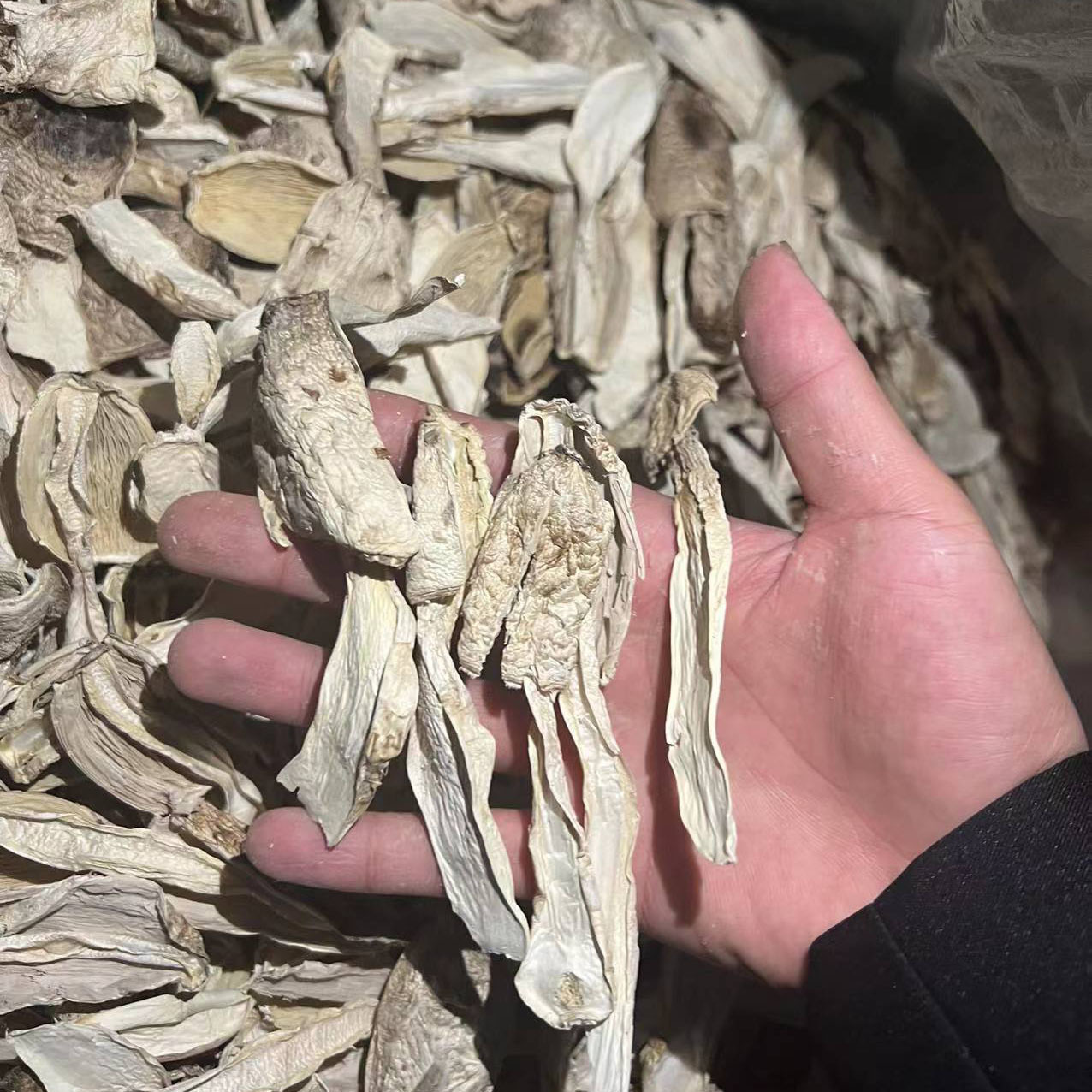 Gutian small chicken leg mushroom dry goods new product chicken leg mushroom wholesale delivery edible mushroom ingredients wholesale