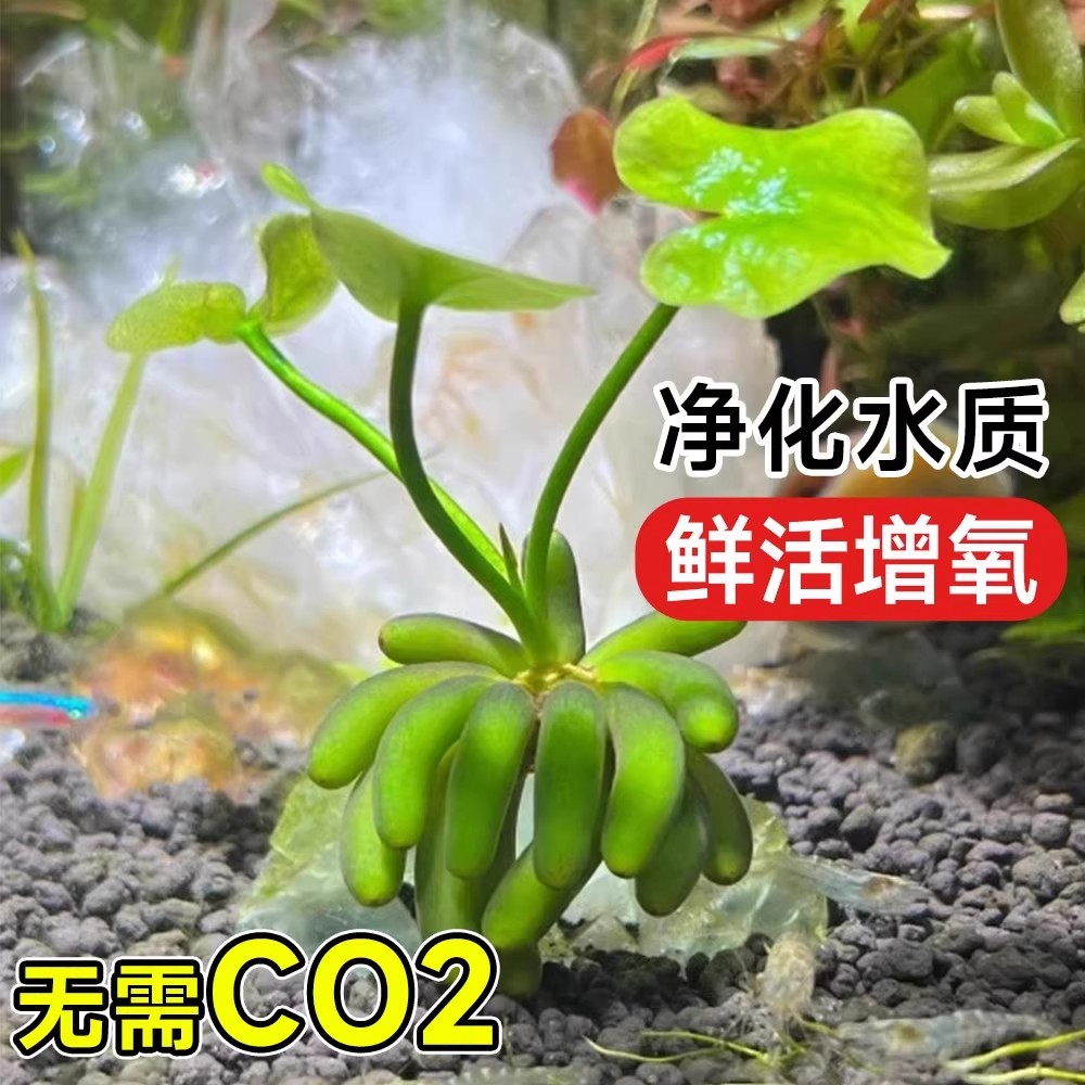 Banana Grass, Aquatic Plants for Fish Tanks, Purify Water Quality, Create Landscapes, Increase Oxygen, No Maintenance Required, Suitable for Beginners and Lazy People to Raise Fish and Green Plants