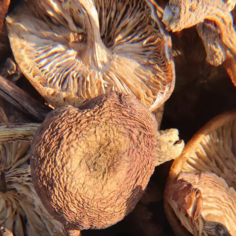 Northeastern Wild Hazelnut Mushroom Slices, Dry Goods, Specialty Selection, Sulfur-Free, Smoked and Dyed, Shipped from the Place of Origin