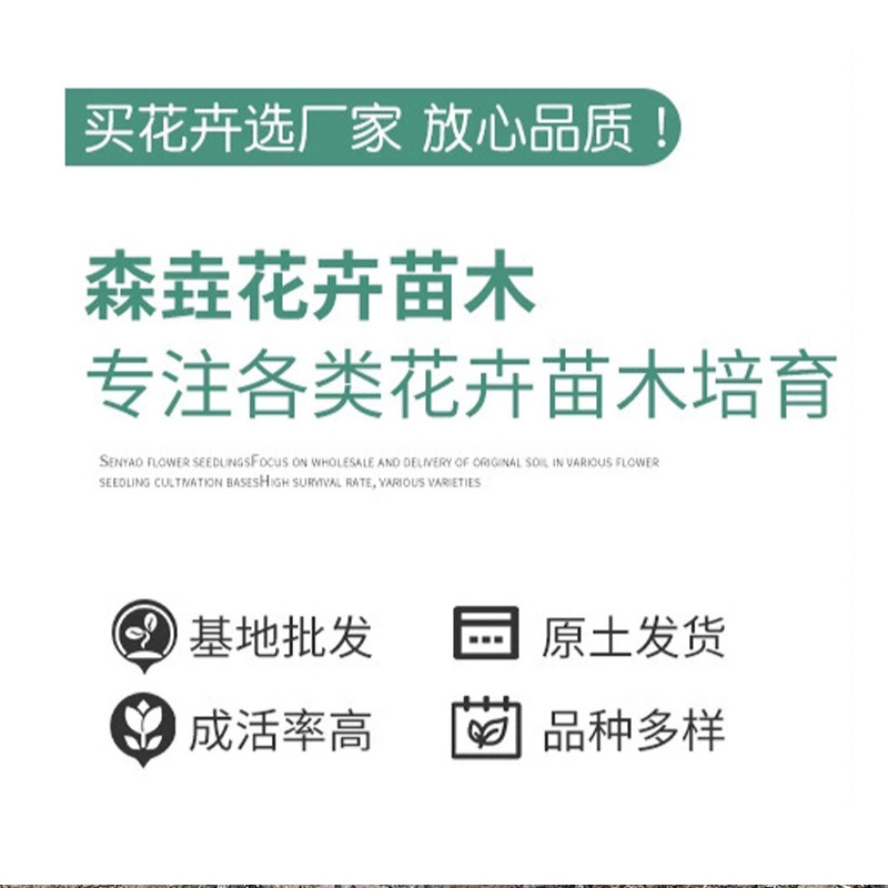 Dianthus Caryophyllus Lawn Greening Potted Plant Project Road Planting Greening Plant Flower Base Potted Dianthus Caryophyllus