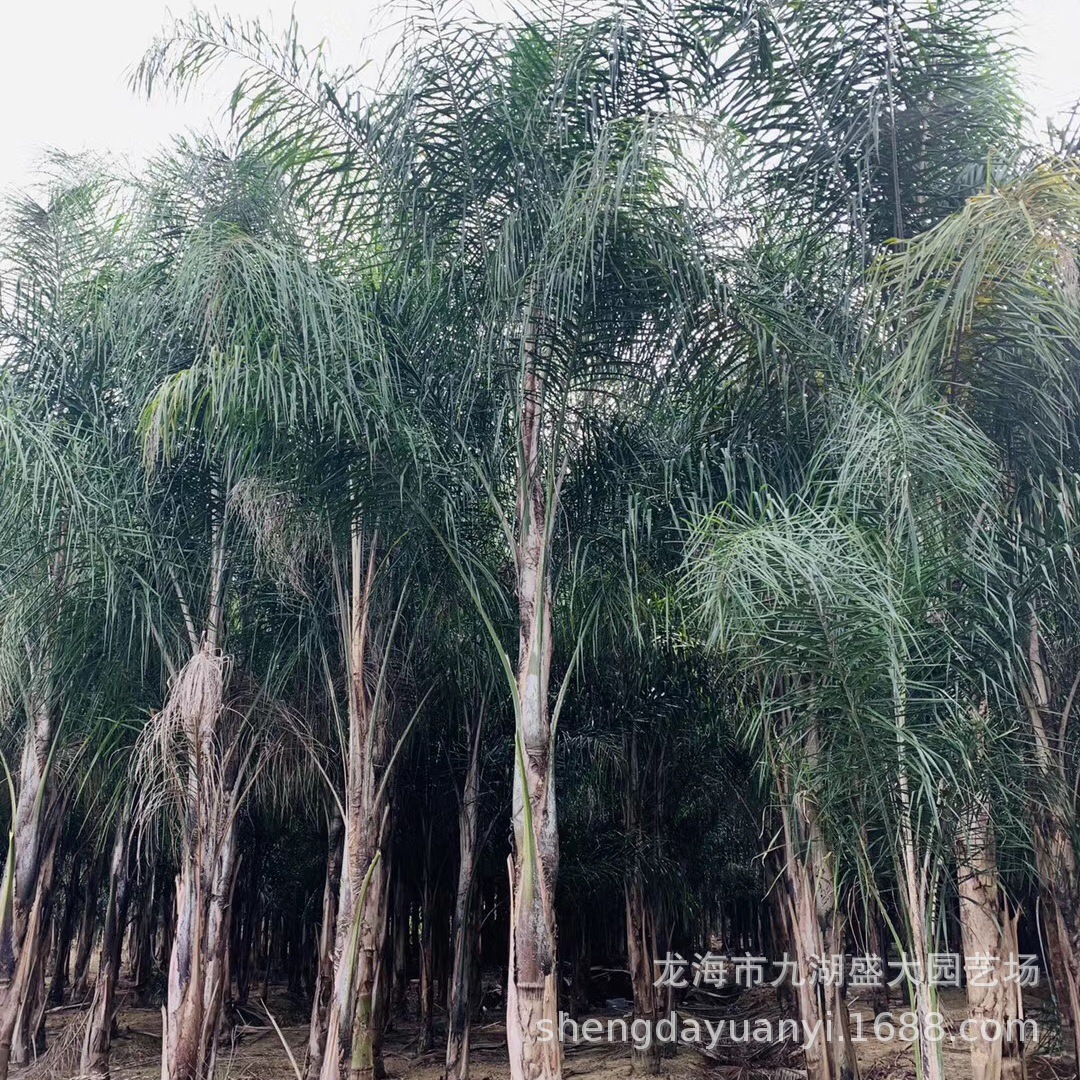 Fujian Wholesale Queen Kwai Yunnan Jinshan Kwai Price Hubei Queen Kwai Quote Jinshan Kwai Base Direct Supply