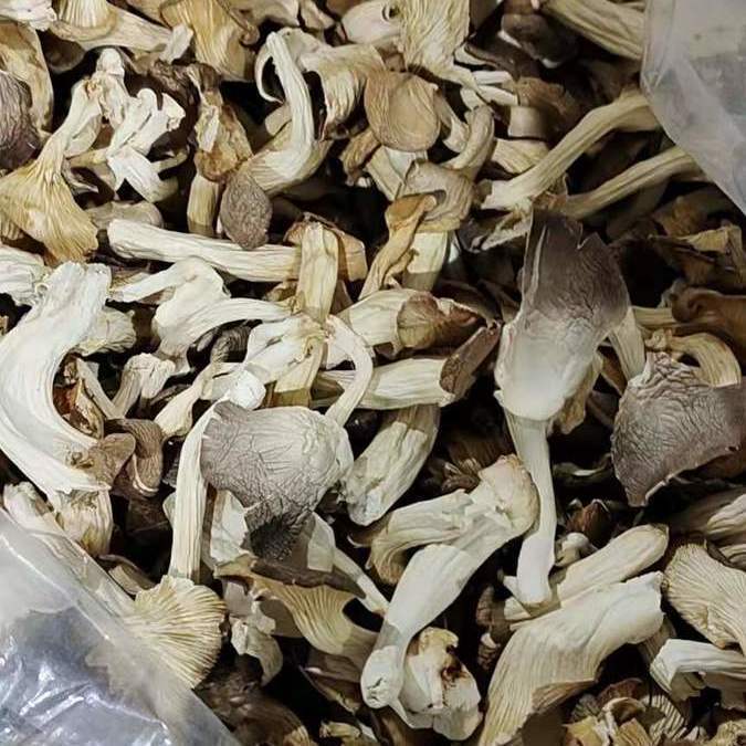 Новые грибы Сю Чжэнь из провинции Фуцзянь, 250г/500г, рекомендованы для холодных блюд