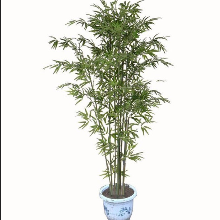 Bamboo Seedlings Courtyard Northern Cold-Resistant Bamboo Plants All Year Round Evergreen Greening Golden Bamboo Green Bamboo Seedlings Purple Bamboo Seedlings Potted Plants