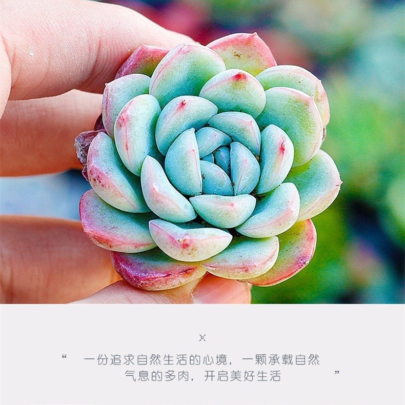 Succulent Plant with Pot, Good Potted Plant Combination, Large Flower Succulent Package, Beautiful Succulent Small Potted Plant