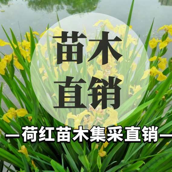 Ceratophyllum Dubium Dwarf Evergreen Ceratophyllum Dubium Undertakes Various Aquatic Plant Water Purification, Greening and Restoration Projects