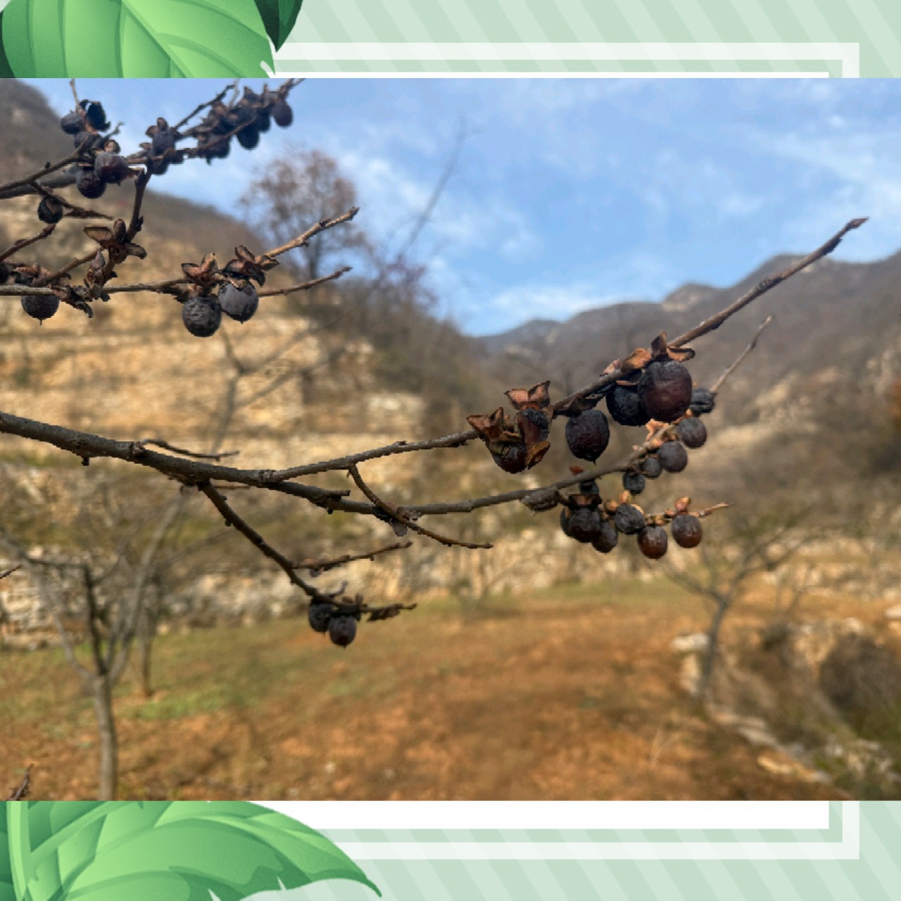 Wild Natural Seedless Black Dates from Taishan Mountain, Soft Dates for Export, Wholesale on Douyin and Kuaishou