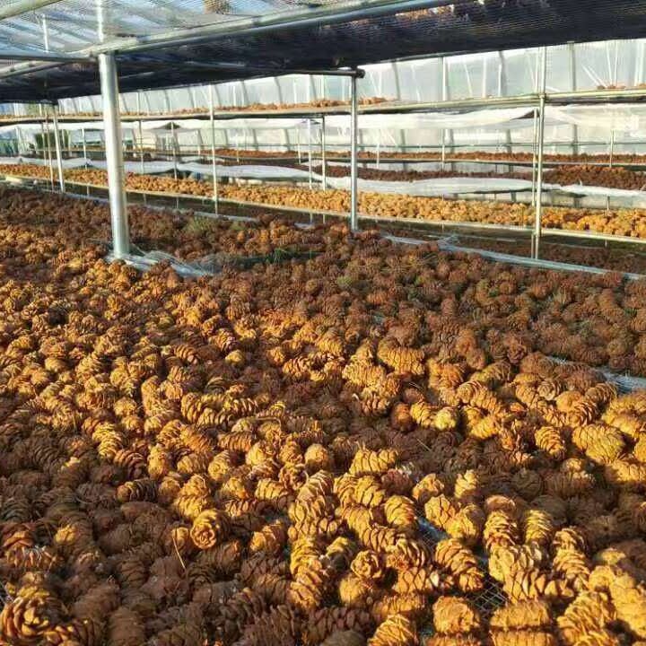 Supply Daxinganling ponytail pine Tower small pine Weir pine Tower nut snack Origin new product rat food