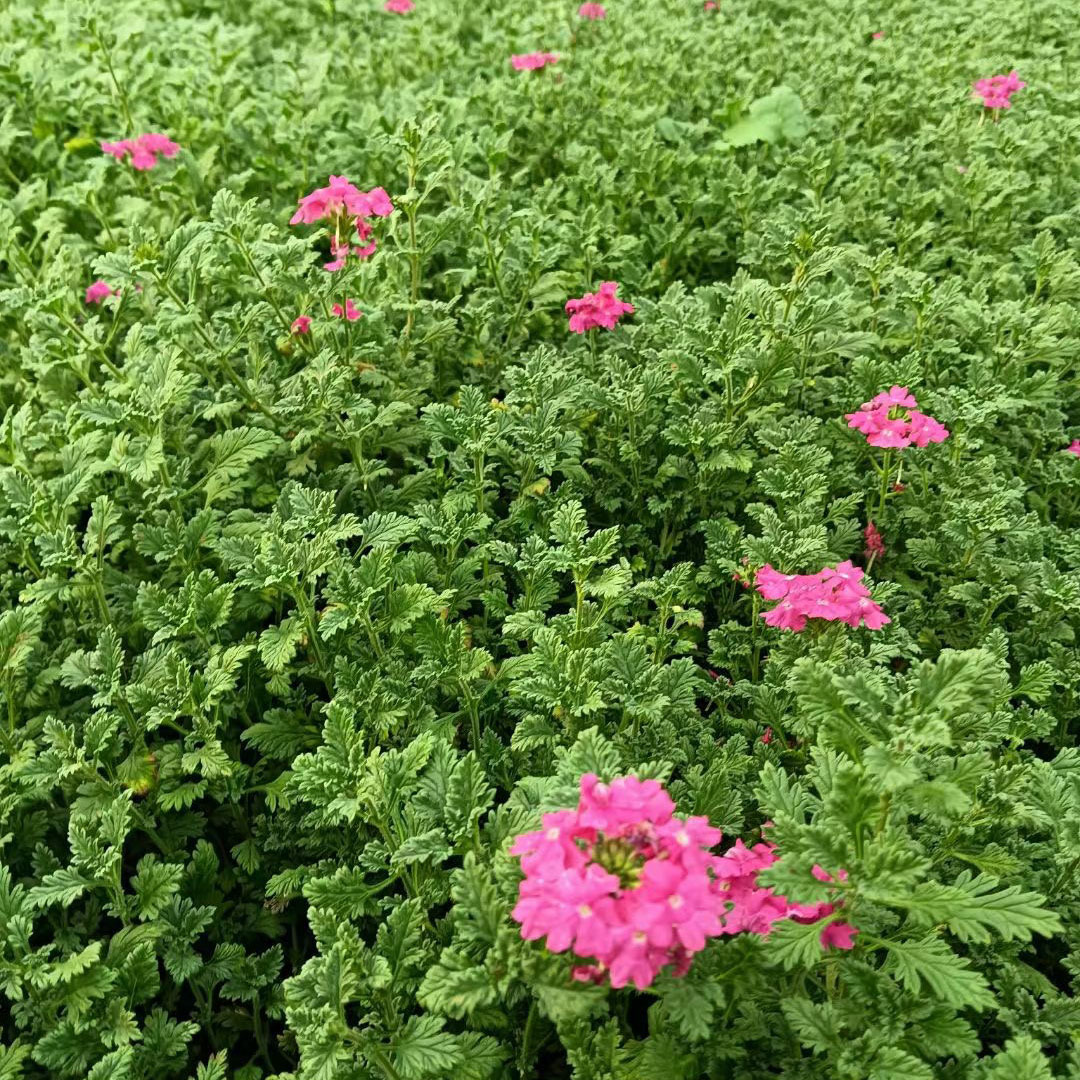 Landscaping Engineering Cup Seedlings of Beautiful Cherry Blossoms Wholesale Fine-Leafed Beautiful Cherry Blossoms Cup Seedlings Perennial Florals Large Pots of Beautiful Cherry Blossoms