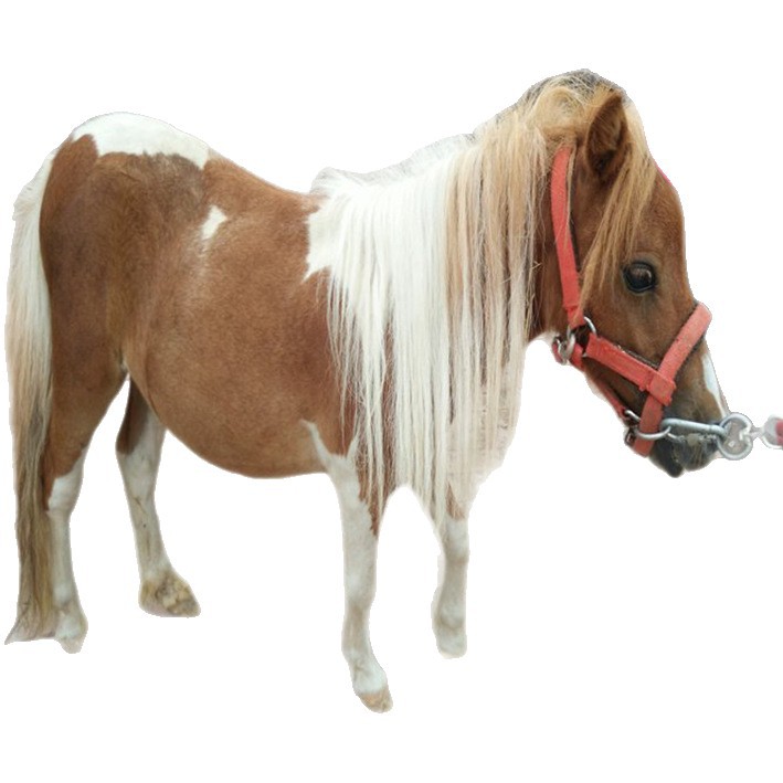 Purebred Dwarf Horses for Sale in Farms, Pony Prices for Kidsren to Ride On, Mini Dwarf Horses for Viewing and Interaction in Scenic Spots