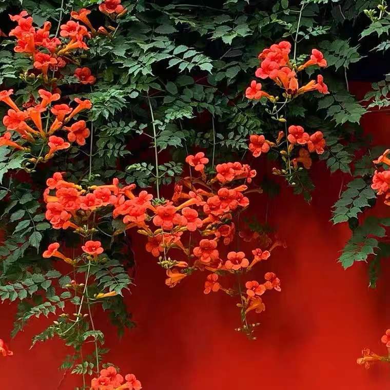 Lingxiao Flower Seedlings, Climbing Vines, Four-Season Flowering, Courtyard Greening, Old Pile Potted Saplings, Firecrackers, Florals and Green Plants, Large Seedlings