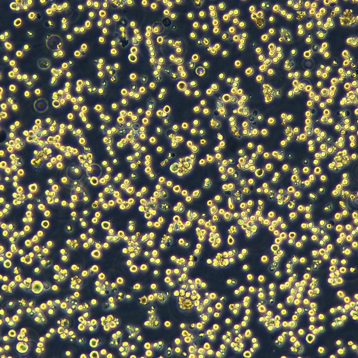 Meisen Ctcc Multiple Myeloma Cells Rpmi-8226