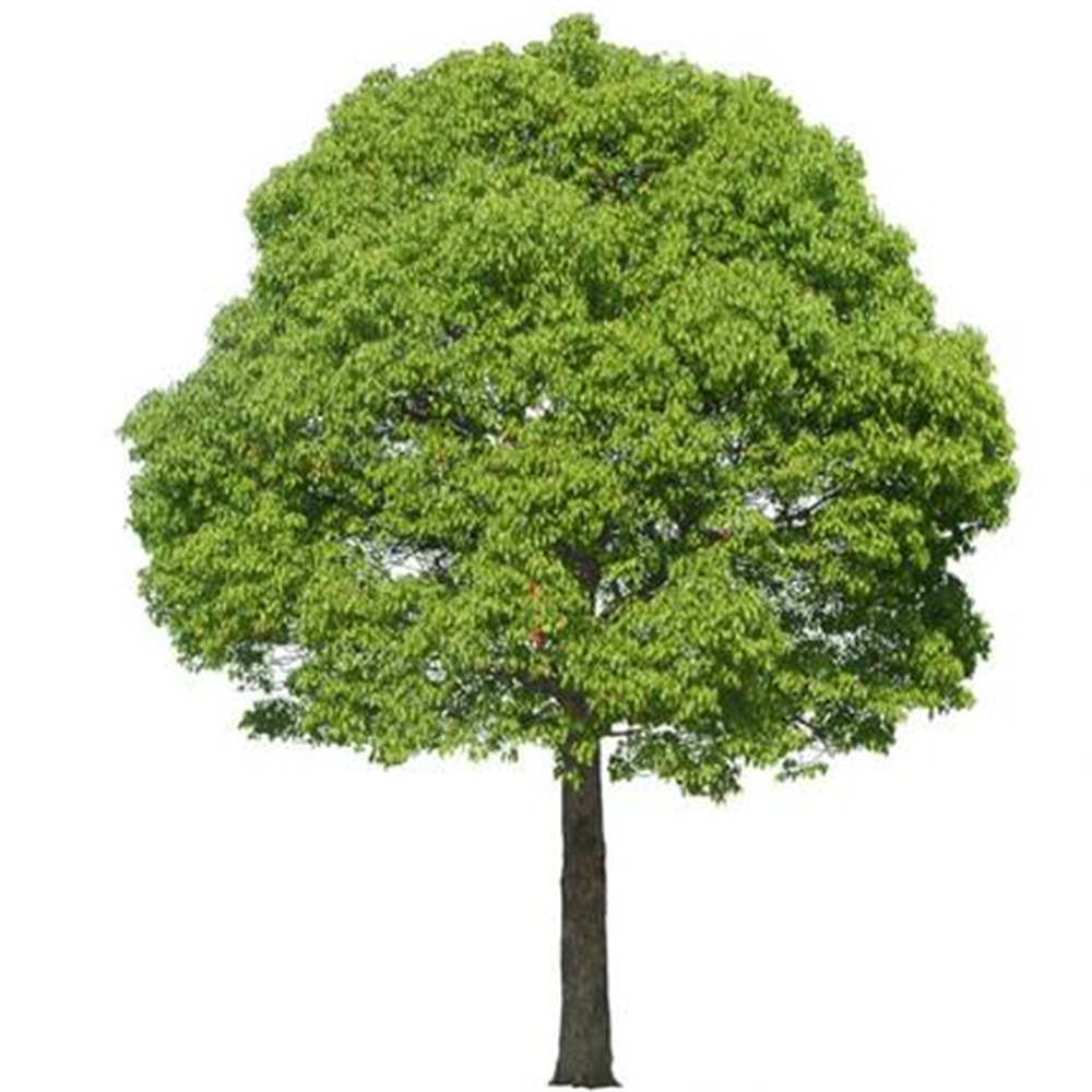 Camphor Saplings, Greening Seedlings, Mosquito Repellent, Evergreen All Year Round, Small-Leaf Camphor, Potted Ground Planting, Camphor Saplings