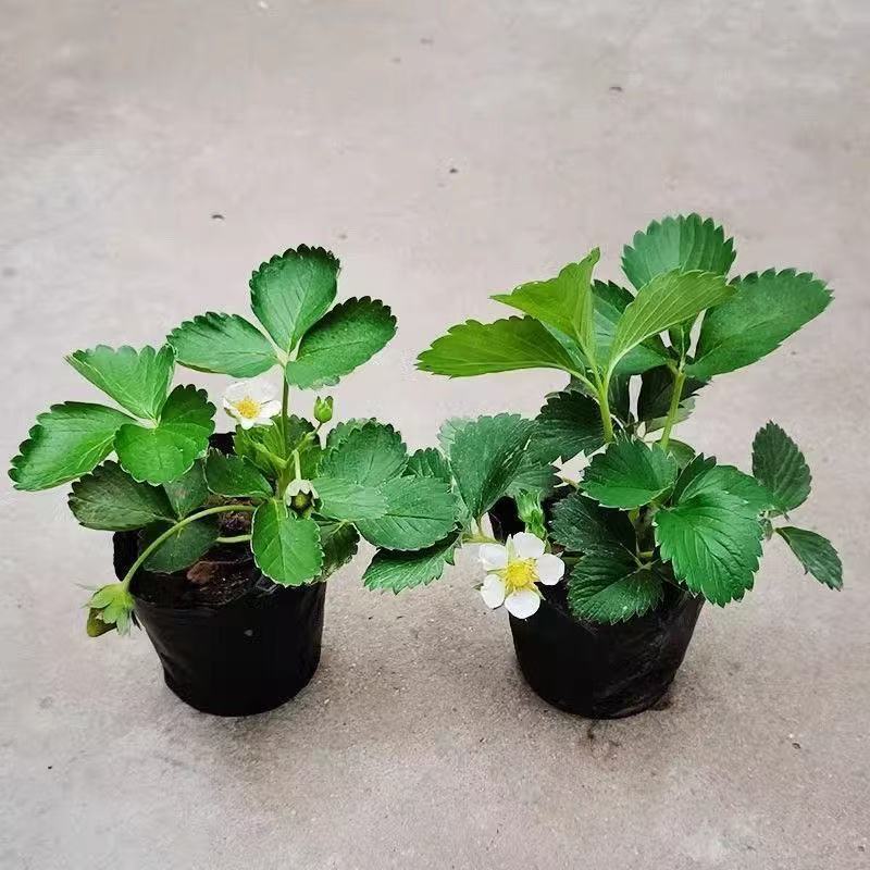 Four-Season Strawberry Seedlings, Cream Red Strawberry Seedlings, Greenhouse Planting Strawberry Potted Plants, New Seedlings with Soil Fruit Seedlings in the Same Year