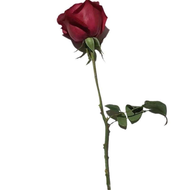 Customized Single Flower Rose, Single Carnation, Mother's Day, Chinese Valentine's Day, Teacher's Day Gift Bouquet, Customized Flowers