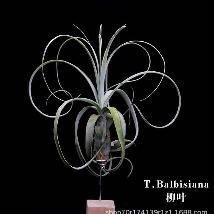 Base Direct Selling Air Tillandsia Soilless Plants Willow Leaves Tillandsia.Balbisiana Wholesale