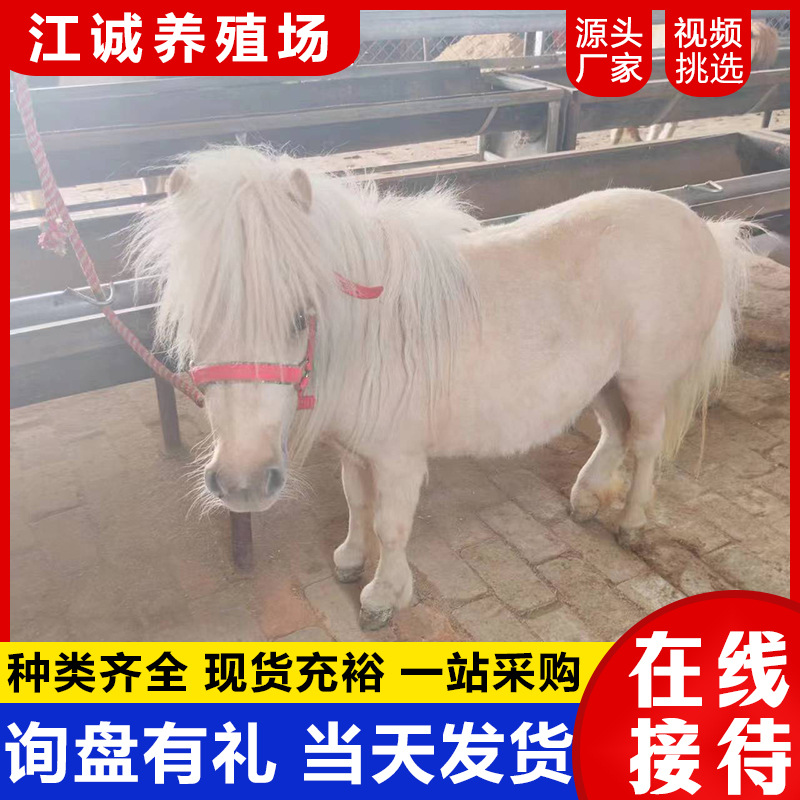 Декоративный пони для живописного места, маленький, спокойный и милый, верховой конь для живописного места, ферма с живыми пони