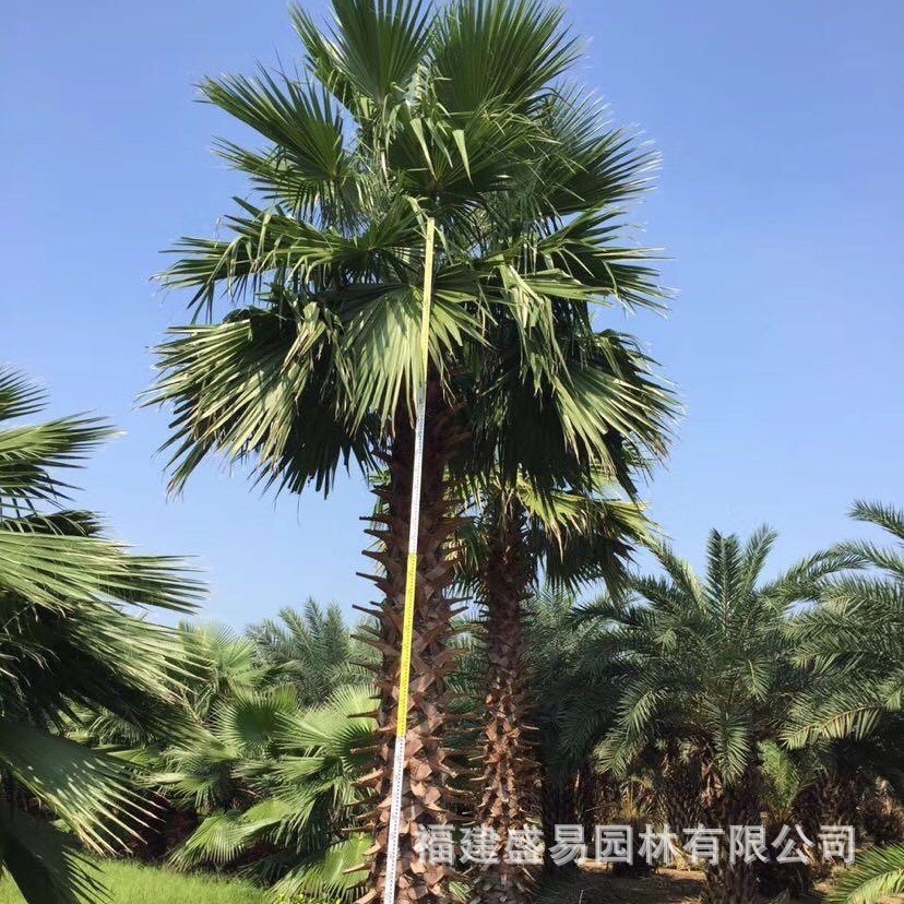 Fujian Curved Pole Old Man Sunflower Tree Jiangsu Washington Palm Tree Old Man Sunflower Washington Sunflower Wholesale Zhejiang Huazhou